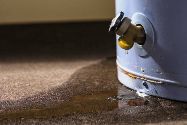 Best Professional water damage repair  in Mound Bayou, MS