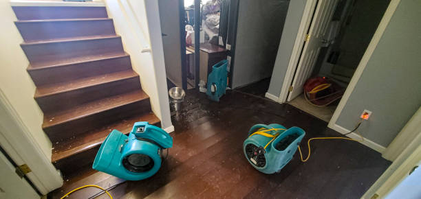 Best Mold removal after water damage  in Mound Bayou, MS