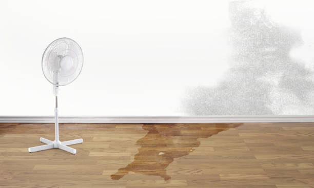 Best Ceiling water damage repair  in Mound Bayou, MS