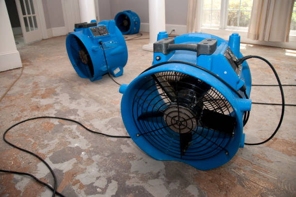 Best Professional water damage repair  in Mound Bayou, MS